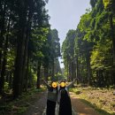 [제주도 중문] 전국 아름다운 숲 대회 대상 - 서귀포 치유의 숲