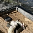 사선대농장 이미지