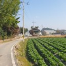 입석마을 입석 | 황룡강 유역 본량들판 가운데 서있는 광산구 산수동 입석마을 입석∼