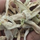 우엉 감초 대황기 취나물 콩잎 깻잎 냉이 매주콩 작두콩 이미지