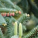 10월 07일.오늘의 탄생화_전나무(Fir), 구상나무 이미지
