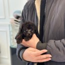 강아지사랑 | 대구강아지분양 후기 , 사랑 가득한 가족을 만났어요