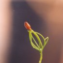 삼화마을 Daum카페