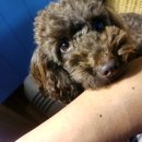 미담애견샵 이미지