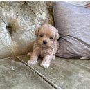 도그의 하루 이미지