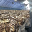 김윤영 농장 이미지