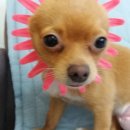 개바라기 이미지