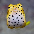 스쿠바베이 네이버블로그
