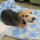 태산동물병원 이미지