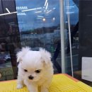 야옹아 멍멍해봐 세종점 이미지