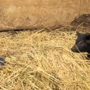 돈수농장 이미지