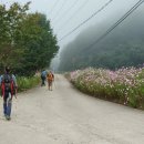 치악산둘레길 9코스 자작나무길 이미지