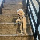 낼름&애견샵 이미지