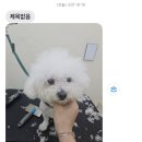 고마워, 강아지 | 상도동 애견미용::고마워강아지 애견미용실:: 강아지미용 잘하는곳