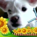 강아지당 이미지