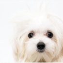 수원고양이분양 드림캣 안심분양센터 이미지