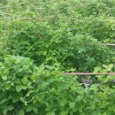 문명농장 이미지