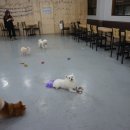 도그앤도그 이미지