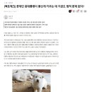 [팩트체크] 문재인 前대통령이 풍산개 키우는 데 지금도 법적 문제 없다? 이미지