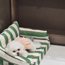 멜팅그루밍 이미지