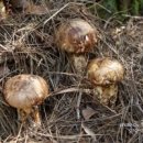 희순농장 이미지