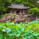 문경오미자권역마을 | [경북/명소]연꽃과 능소화를 한 번에! 문경 주암정 여름 드라이브 코스 추천