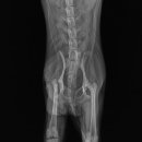손수의과