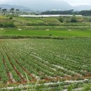 임성규농장 이미지