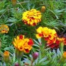 메리골드(Marigold) 꽃말; 가련한 애정 금송화ㆍ불란서금잔화ㆍ홍황초 이미지