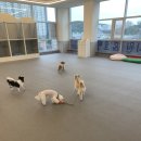 뽀글뽀글 반려견 유치원&호텔 이미지