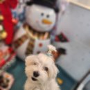 내사랑댕댕이 | 🐶 인천 서구 강아지의 날애견호텔 에서 즐거운 하루! 🐾💛