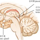 송과체 뇌건강 이미지
