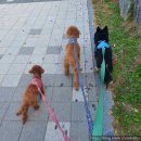 우리집 반려견 이해하기(행동코칭) | 강아지교육 고민 끝! 반려견 코칭 전문 엄마 잘 다녀와 후기