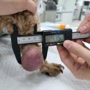 송악 동물병원 이미지