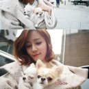 애견사랑 이미지