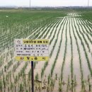 단풍미인 이미지