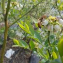 수림꽃농원 이미지