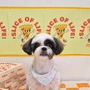 알로하펫 이미지