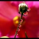 로즈향기 이미지