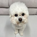 부루 | 강아지 눈물 사료/ 배부루다 연어 황태 후기/ 강아지 눈물사료 추천/ 가수분해 알러지 사료