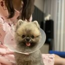 칠일팔네일 | 세이블 포메라니안 쥬쥬멍 중성화 수술하러 가는 날