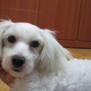 한나동물병원 이미지