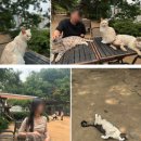 정원 | 강서 개화동 고양이카페 - 고양이정원 후기
