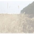 명품애견 이미지