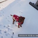 구로-구로-구로-2238 | [ 구로강아지분양 ] 푸들분양 후기 (한상엽님)