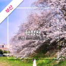 학장천공영주차장(학장동 254-3) | 부산 숨은 벚꽃 명소, 학장천 벚꽃길