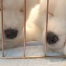 포숑포숑 Daum카페