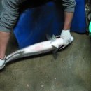 막내회센타 이미지