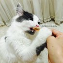 고양이호텔 포캣 | [캐티맨 마타타비 사사미 슬라이스/챠오츄르] 고다카페 춘자언니님 초보집사를 위한 대박나눔 후기 ♪