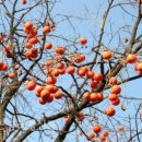 감나무집.홍시 이미지